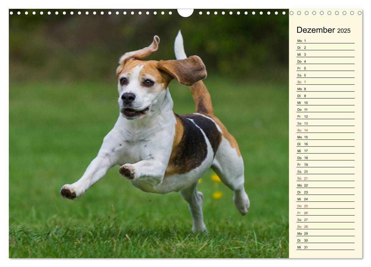 Bild: 9783435541287 | Beagle - Herz auf 4 Pfoten (Wandkalender 2025 DIN A3 quer),...