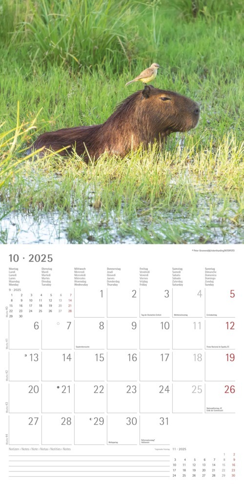 Bild: 4251732340780 | Alpha Edition - Tierfreundschaften 2025 Broschürenkalender,...