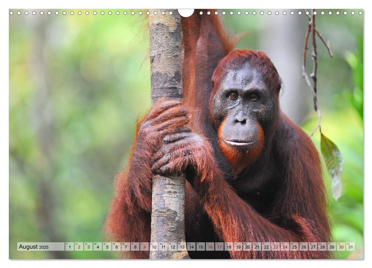 Bild: 9783435227655 | Orang Utans: Zu Besuch im Regenwald (Wandkalender 2025 DIN A3...