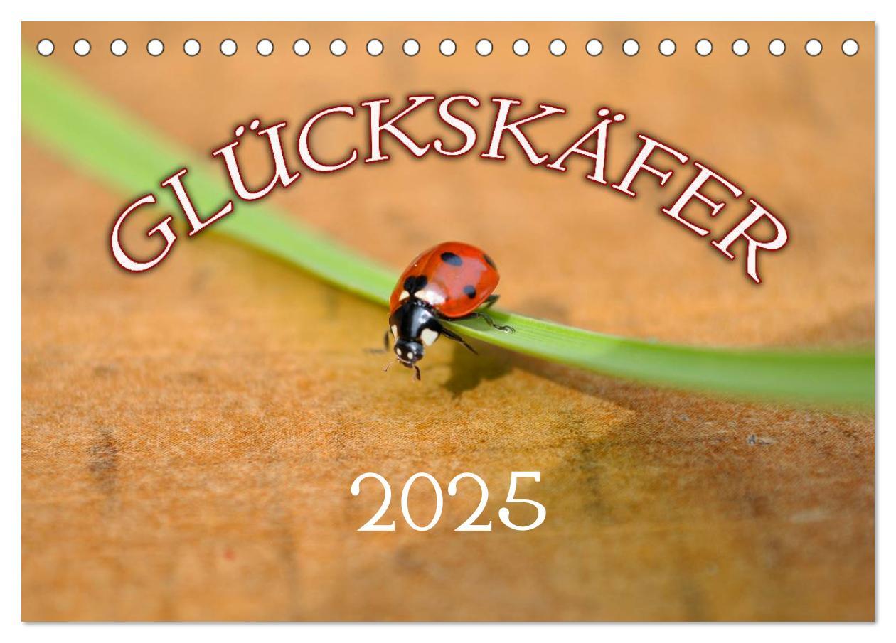 Cover: 9783435786343 | Marienkäfer 2025 (Tischkalender 2025 DIN A5 quer), CALVENDO...