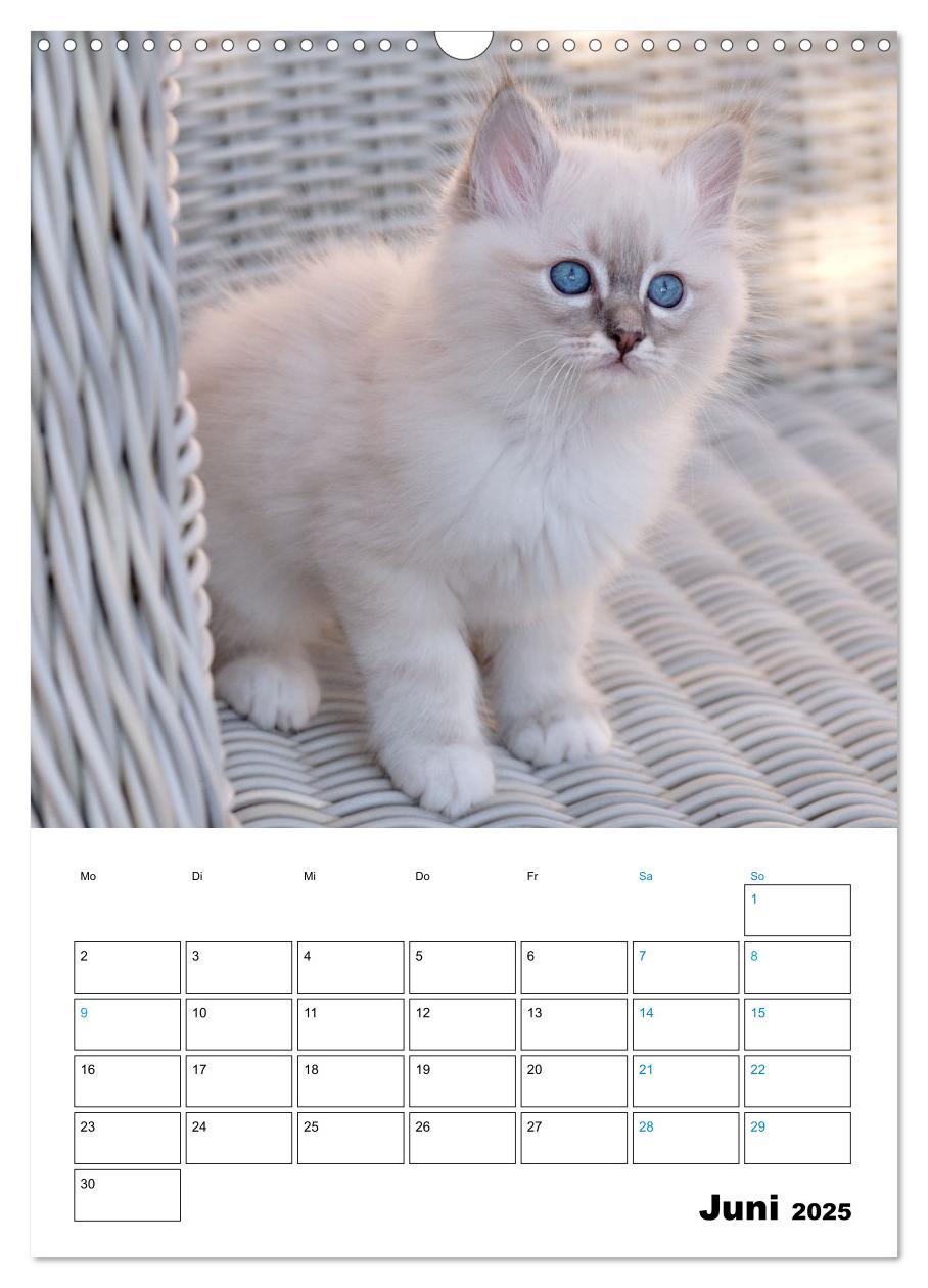 Bild: 9783435062706 | Heilige Birma Kitten - süße kleine Flauschbällchen (Wandkalender...