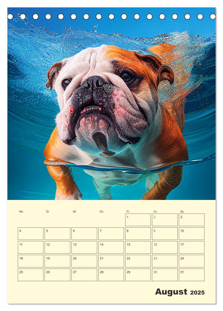 Bild: 9783435876600 | English Bulldogs. Fröhliche Dickköpfe mit Charakter (Tischkalender...