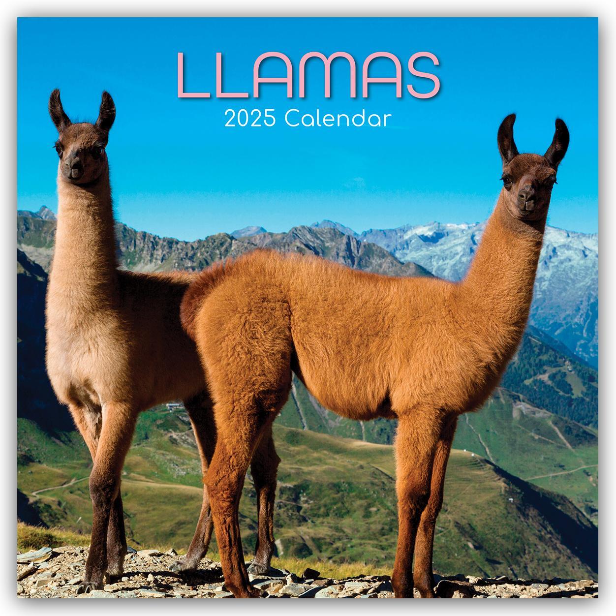 Cover: 9781835361160 | Llamas - Lamas 2025 - 12-Monatskalender | Gifted Stationery Co. Ltd