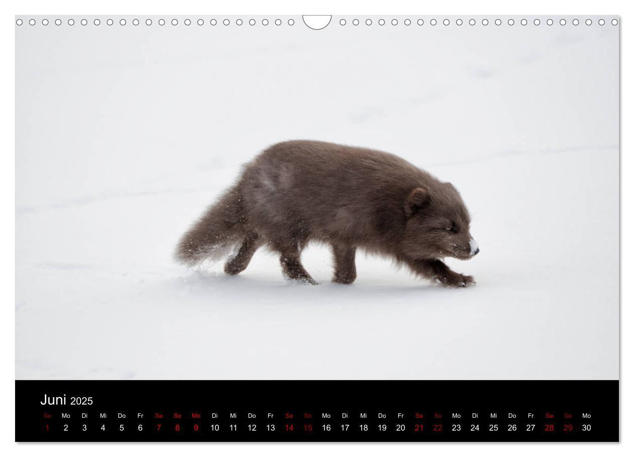 Bild: 9783435440788 | Polarfuchsstudien Wildlife (Wandkalender 2025 DIN A3 quer),...