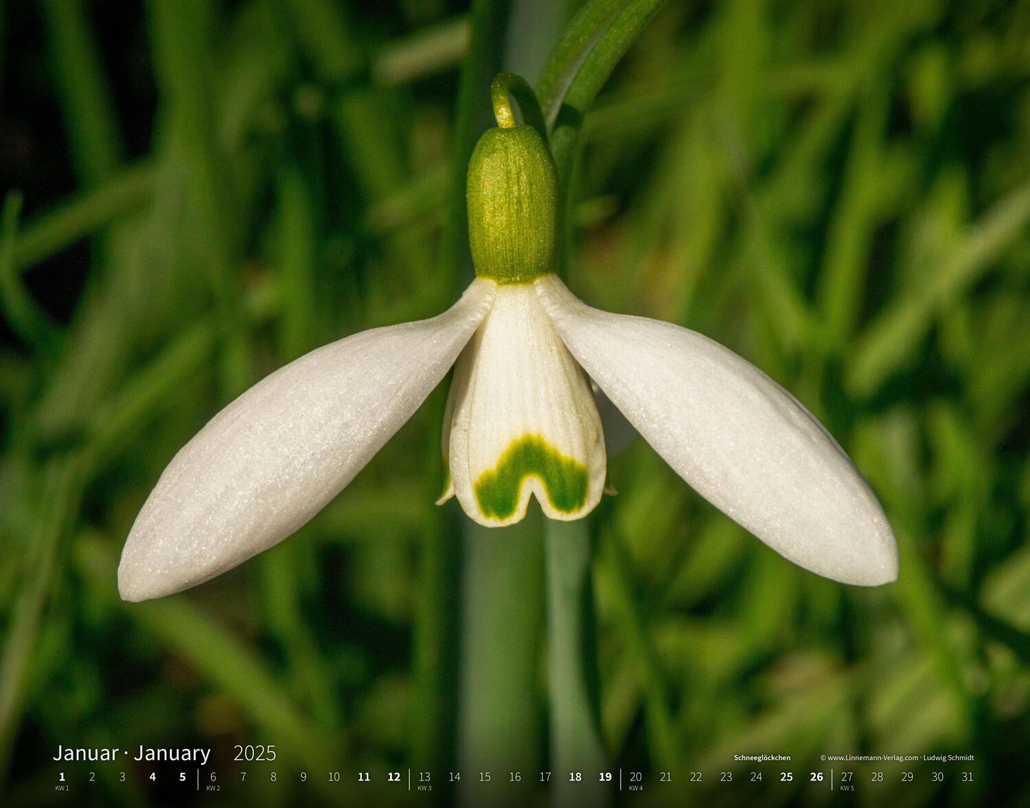 Bild: 9783862923403 | Wildblumen 2025 Großformat-Kalender 58 x 45,5 cm | Wildflowers 2025