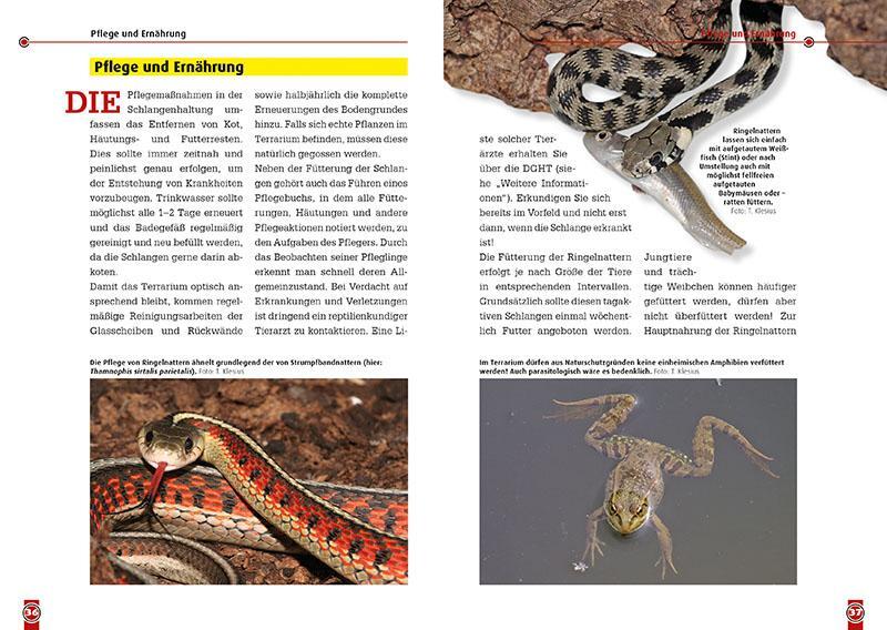 Bild: 9783866592889 | Die Ringelnatter | Natrix natrix | Thomas Klesius (u. a.) | Buch