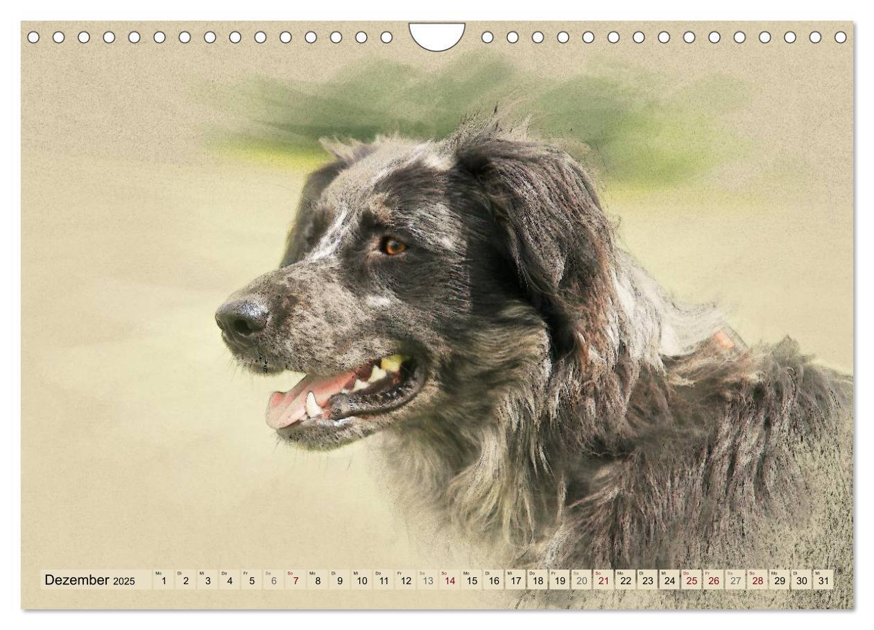 Bild: 9783435706655 | Altdeutsche Hütehunde 2025 (Wandkalender 2025 DIN A4 quer),...