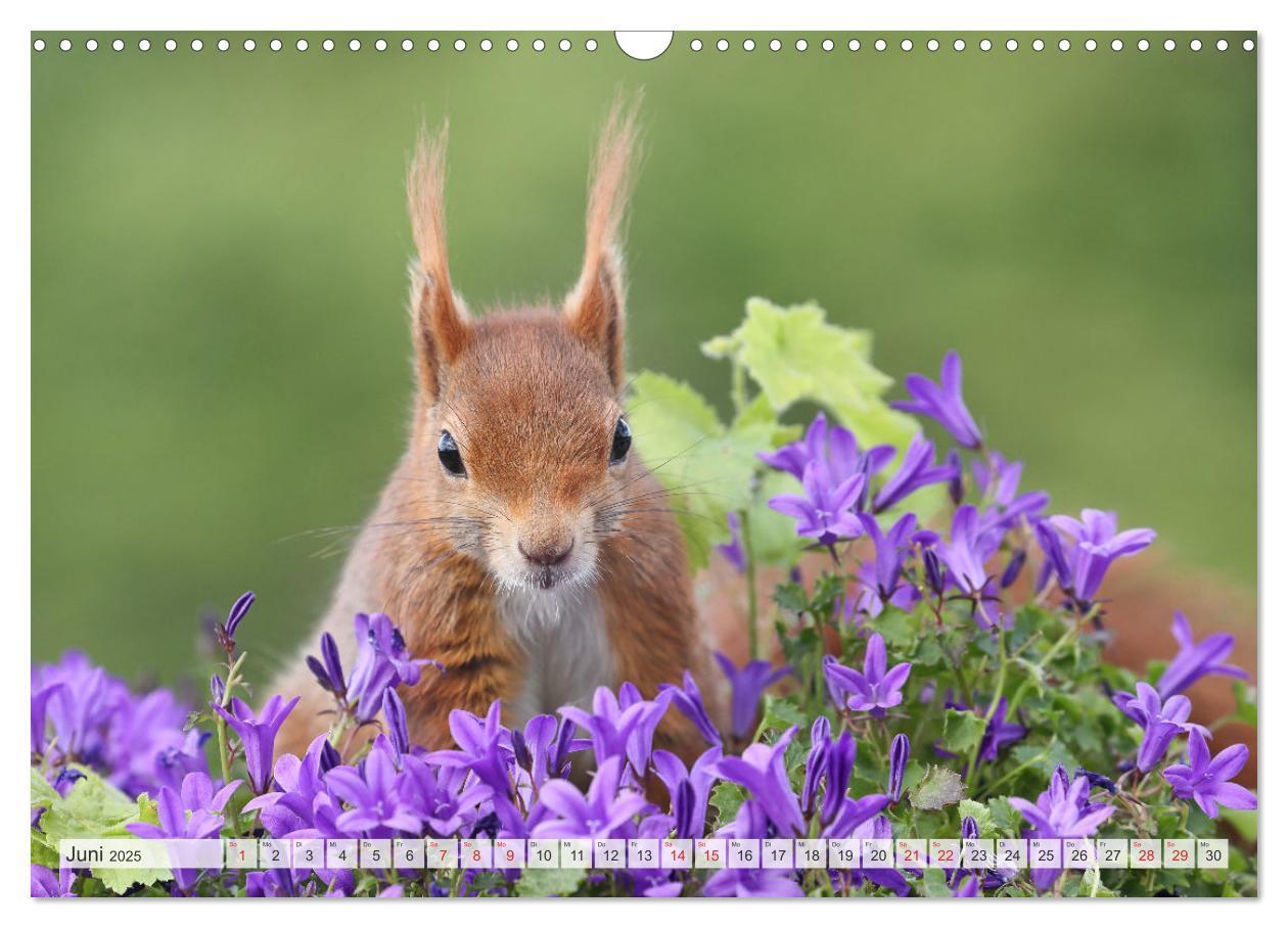 Bild: 9783435566723 | Besondere Augenblicke mit Eichhörnchen (Wandkalender 2025 DIN A3...