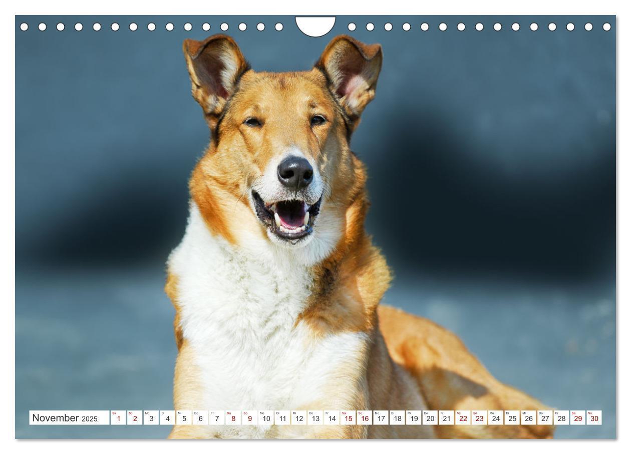 Bild: 9783457153178 | Ein Freund fürs Leben - Smooth Collie (Wandkalender 2025 DIN A4...