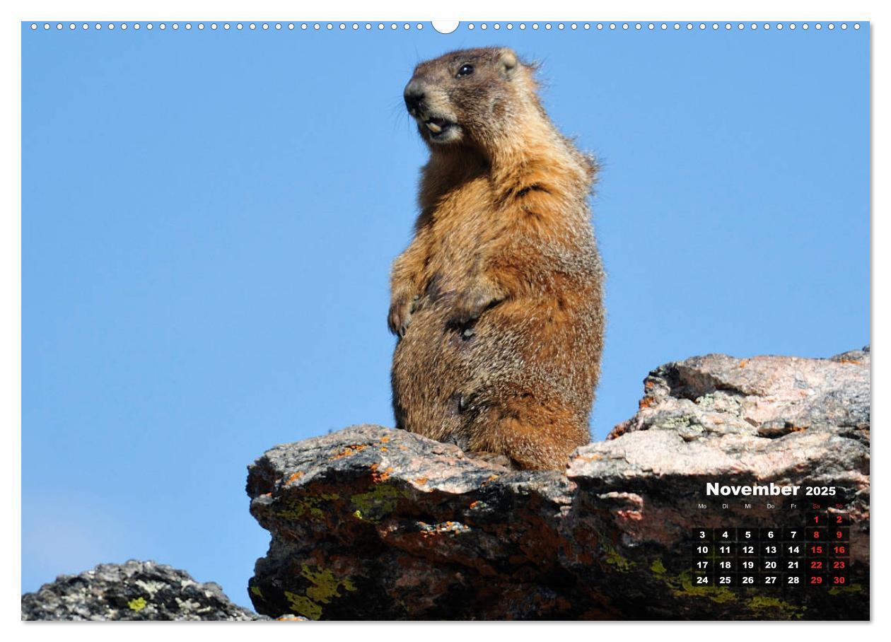 Bild: 9783435100040 | American Wildlife (hochwertiger Premium Wandkalender 2025 DIN A2...