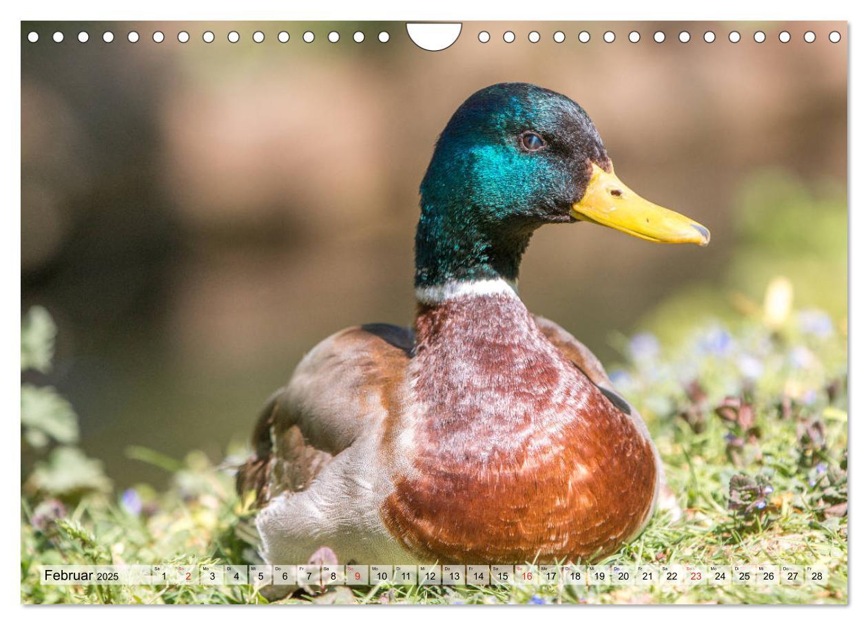 Bild: 9783435116225 | Wunderschöne Stockenten - Europäische Wasservögel (Wandkalender...