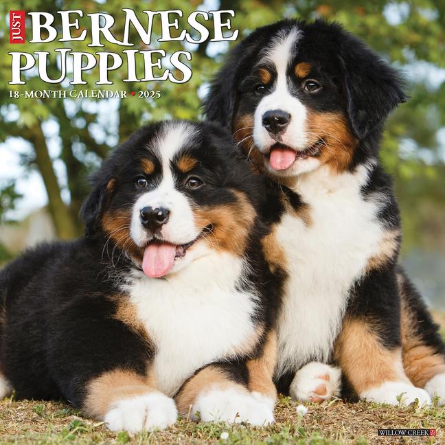 Cover: 9781549241703 | Just Bernese Mountain Puppies 2025 12 X 12 Wall Calendar | Press