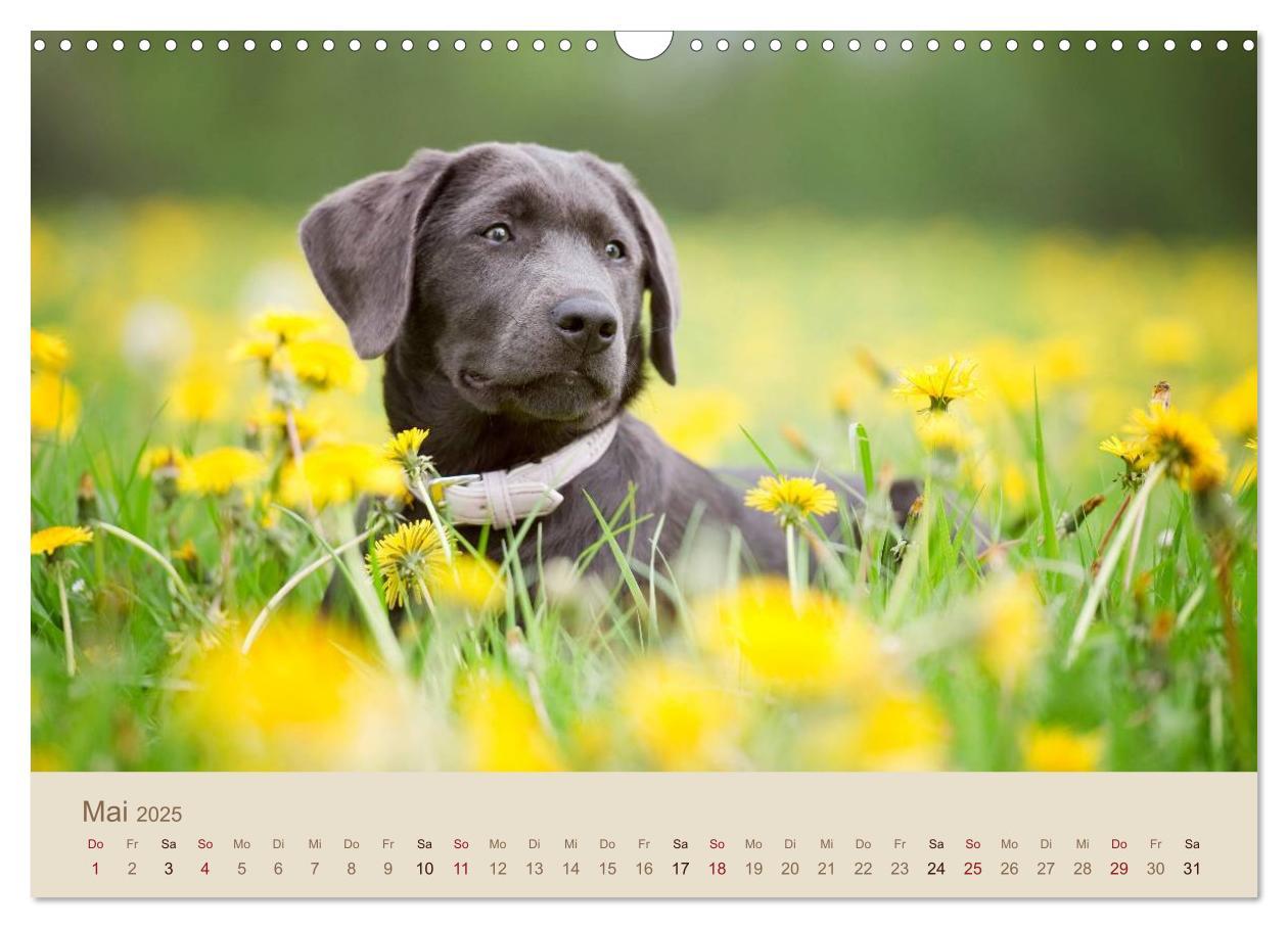 Bild: 9783435743223 | Labrador Retriever (Wandkalender 2025 DIN A3 quer), CALVENDO...