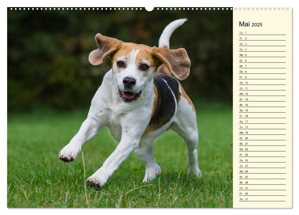 Bild: 9783435540884 | Beagle - Herz auf 4 Pfoten (Wandkalender 2025 DIN A2 quer),...