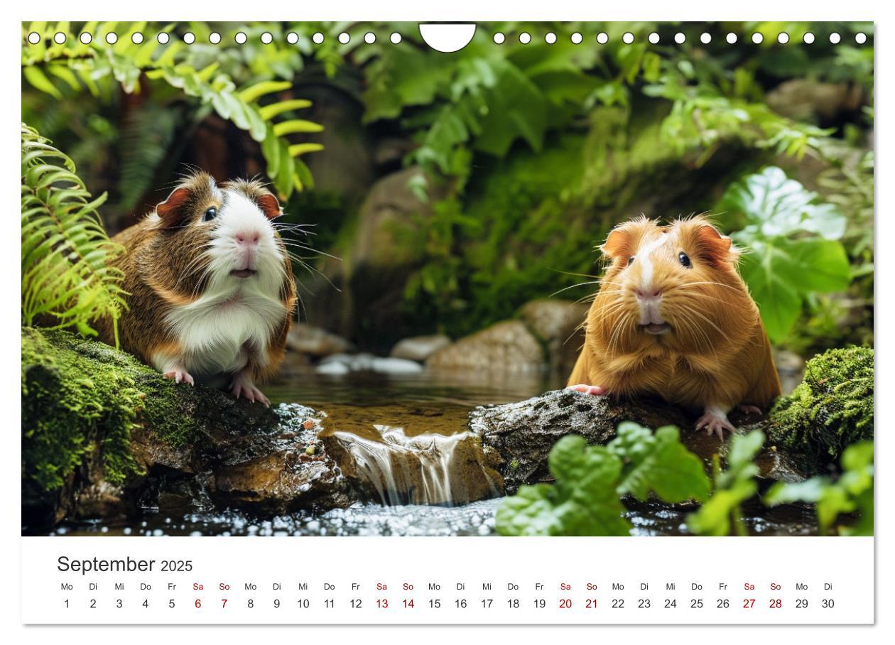 Bild: 9783383812255 | Wuschelbande - Ein Jahr voller Meerschweinchen (Wandkalender 2025...