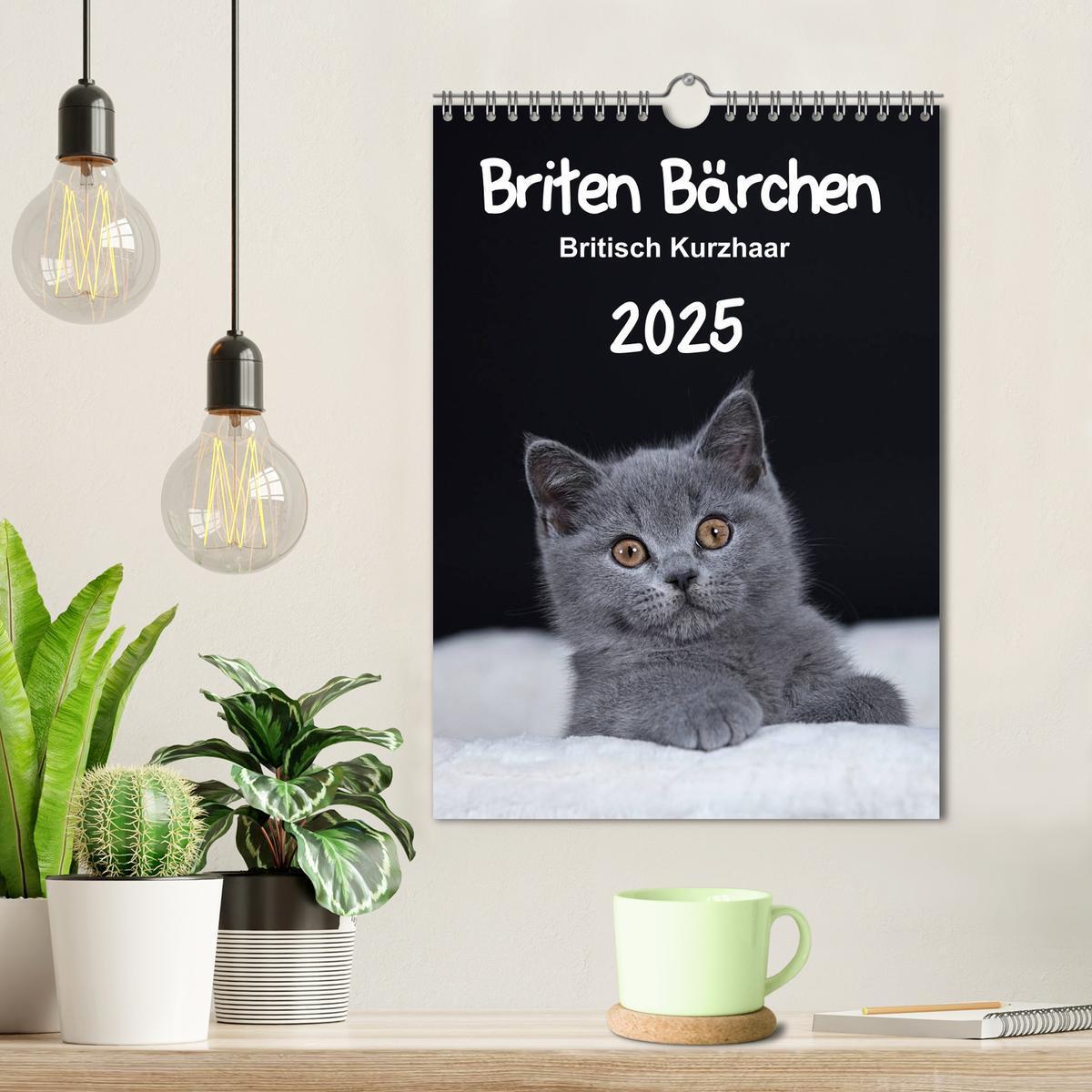 Bild: 9783457062579 | Briten Bärchen ¿ Britisch Kurzhaar 2025 (Wandkalender 2025 DIN A4...