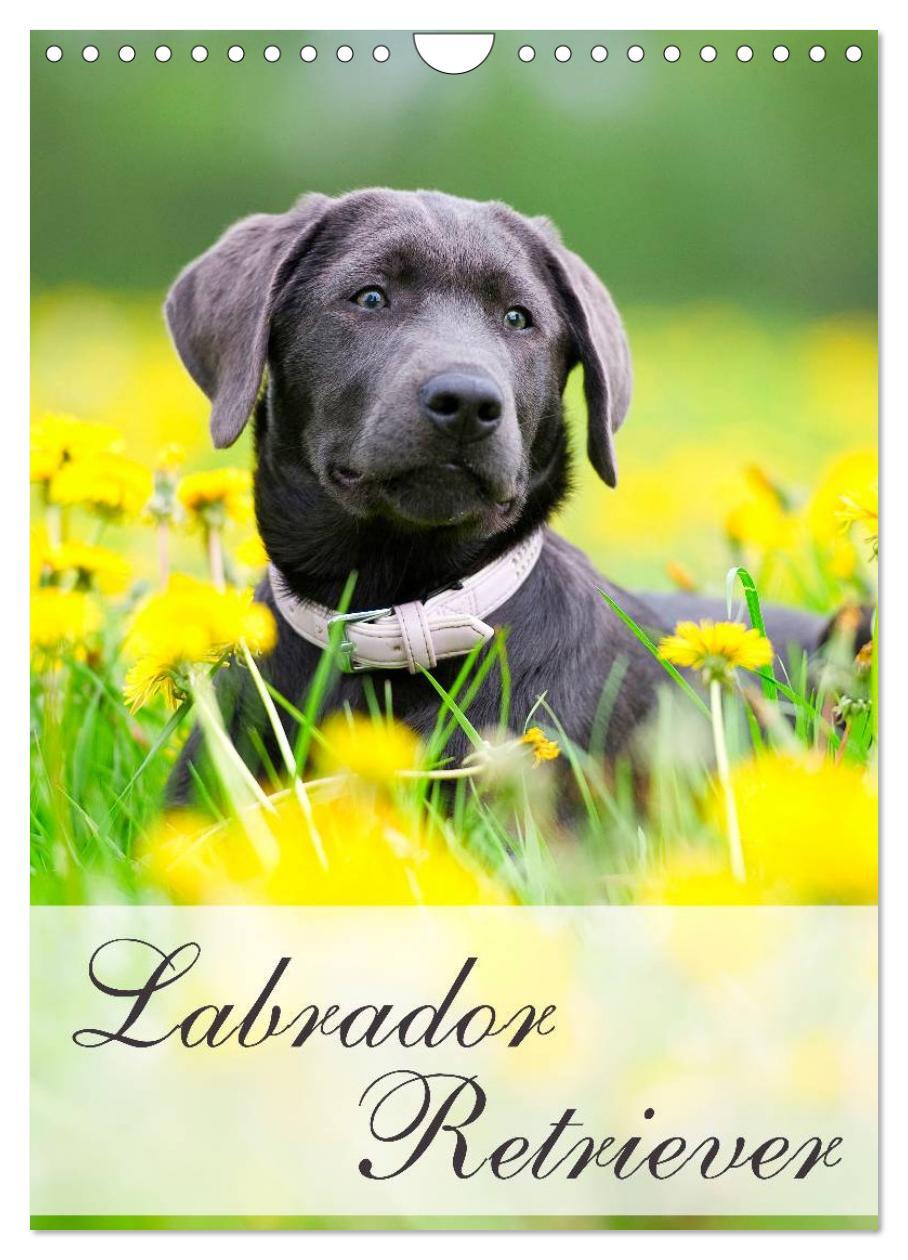 Cover: 9783457065211 | Labrador Retriever (Wandkalender 2025 DIN A4 hoch), CALVENDO...