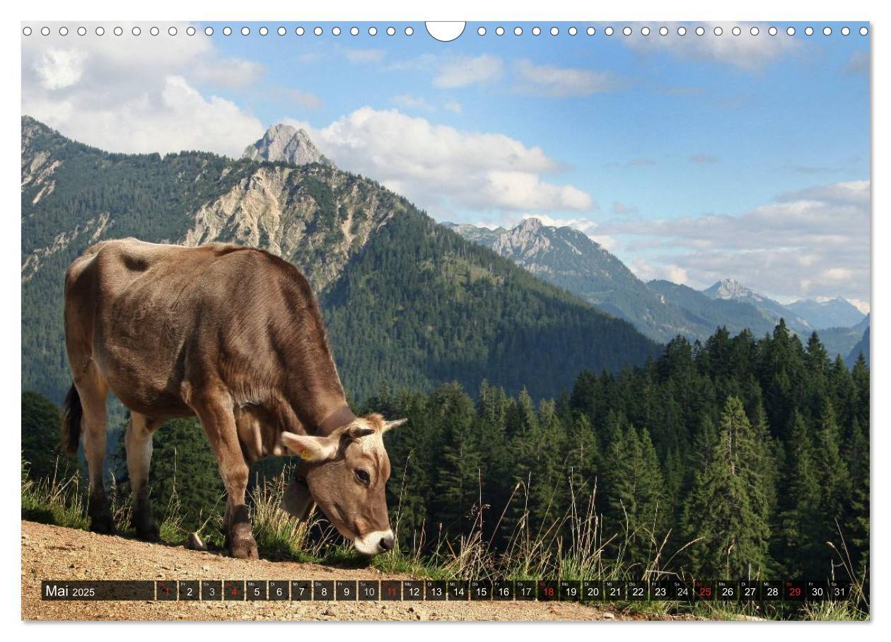 Bild: 9783435670444 | Ein Jahr im Allgäu (Wandkalender 2025 DIN A3 quer), CALVENDO...