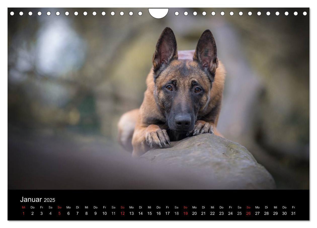 Bild: 9783435643554 | Belgischer Schäferhund - Der Malinois (Wandkalender 2025 DIN A4...