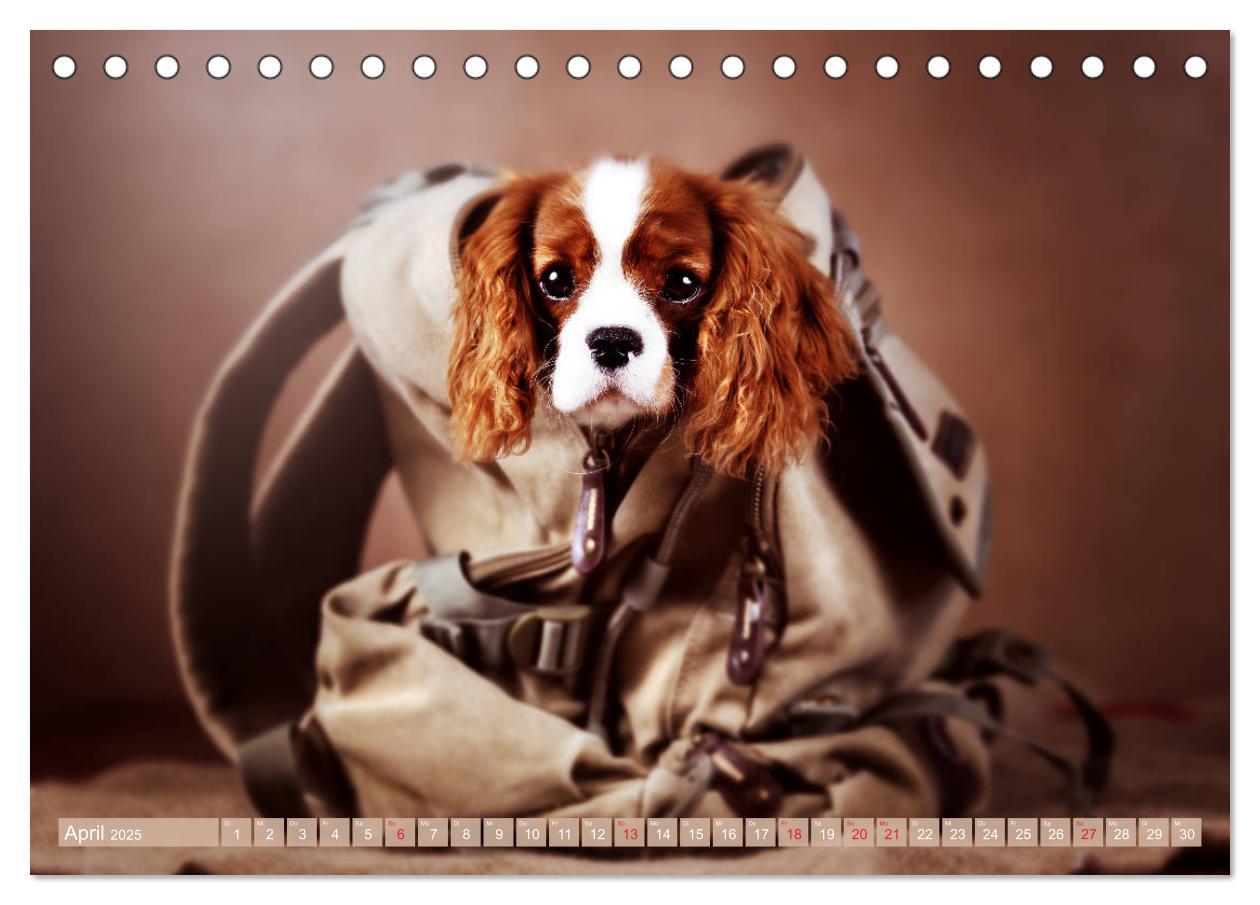 Bild: 9783435178896 | Der Welpenkalender - Cavalier King Charles Spaniel (Tischkalender...