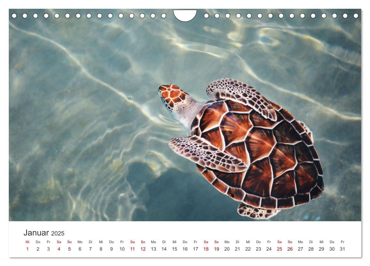 Bild: 9783383997839 | Schildkröten - Die gepanzerten Tiere. (Wandkalender 2025 DIN A4...