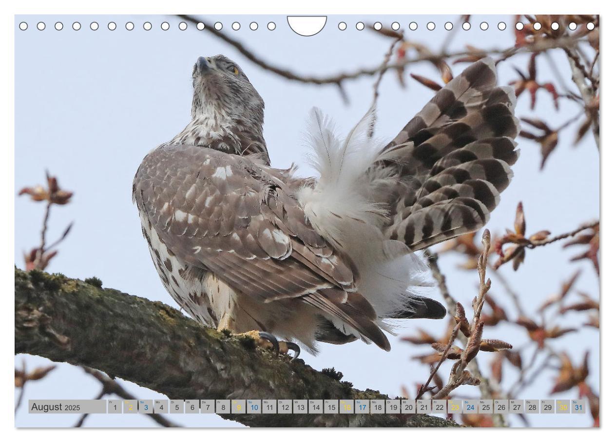 Bild: 9783383837128 | Habicht - aus dem Leben eines imposanten Greifvogels (Wandkalender...