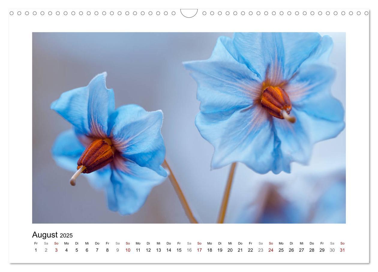 Bild: 9783435300945 | Blauer Blütentraum (Wandkalender 2025 DIN A3 quer), CALVENDO...