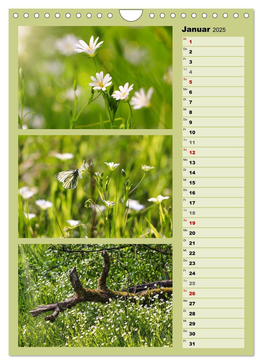 Bild: 9783457173312 | Farbenzauber, bunte Wiesen und bunte Falter (Wandkalender 2025 DIN...