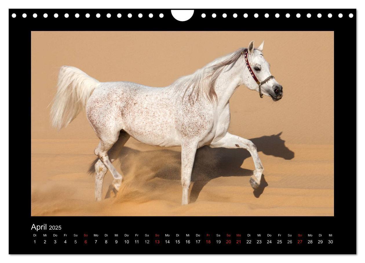 Bild: 9783435789719 | Vollblutaraber (Wandkalender 2025 DIN A4 quer), CALVENDO...