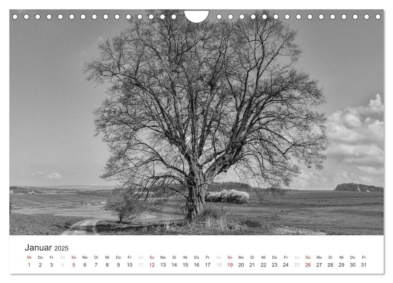 Bild: 9783435660803 | Bäume - Naturschönheiten in schwarz-weiß (Wandkalender 2025 DIN A4...