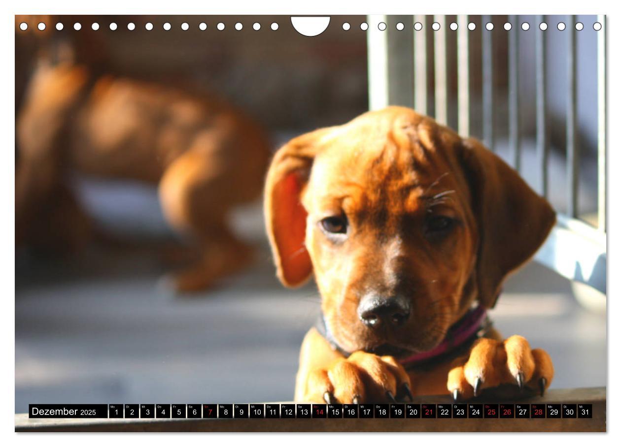 Bild: 9783435325160 | Rhodesian Ridgeback - Schnappschüsse - (Wandkalender 2025 DIN A4...