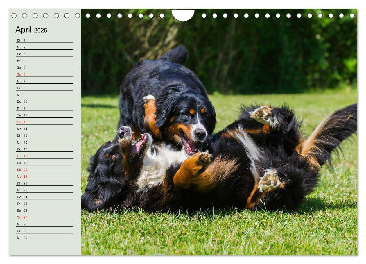 Bild: 9783435545797 | Berner Sennenhunde in Action (Wandkalender 2025 DIN A4 quer),...