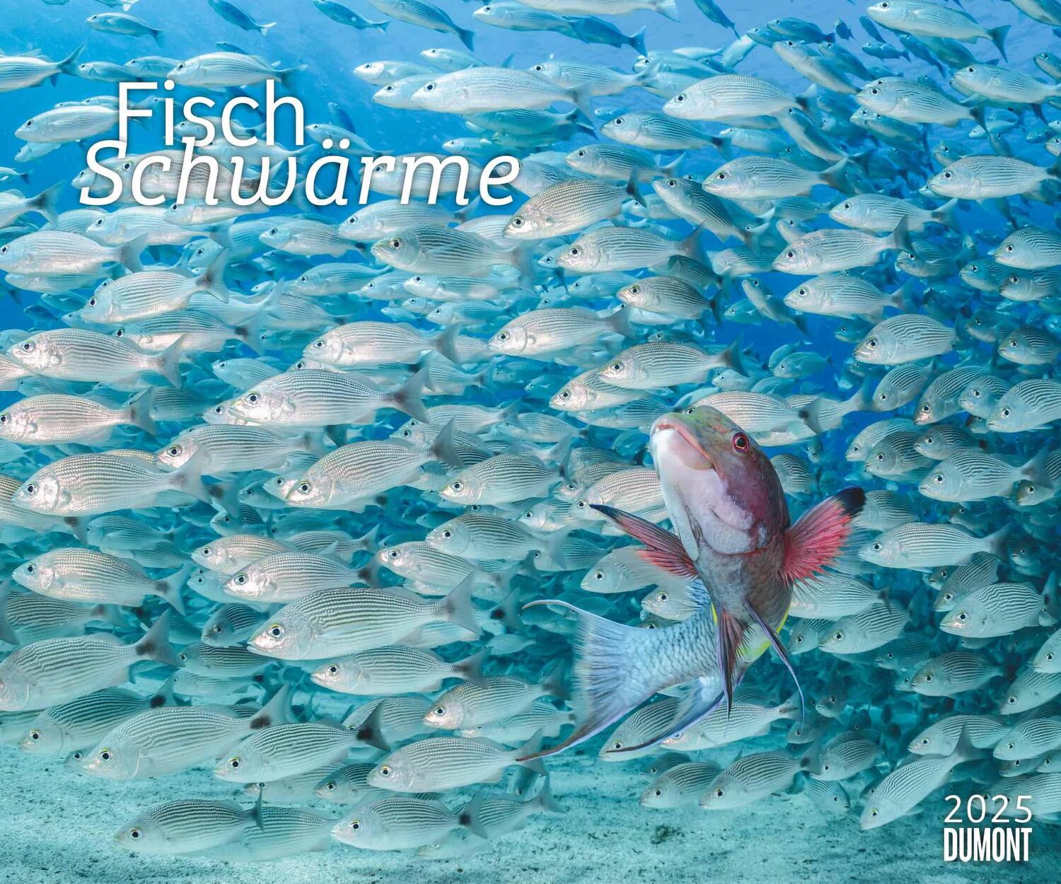 Cover: 4250809653983 | Fischschwärme 2025 - Unterwasser-Natur-Fotografie - Wandkalender 60...