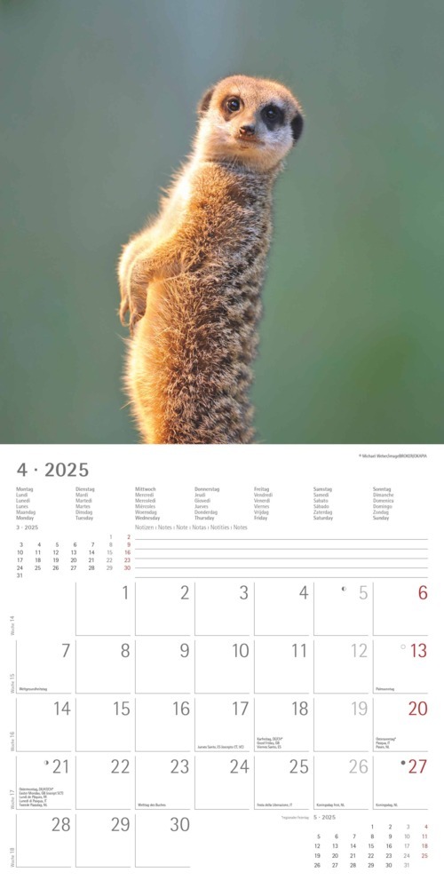 Bild: 4251732340742 | Alpha Edition - Erdmännchen 2025 Broschürenkalender, 30x30cm,...