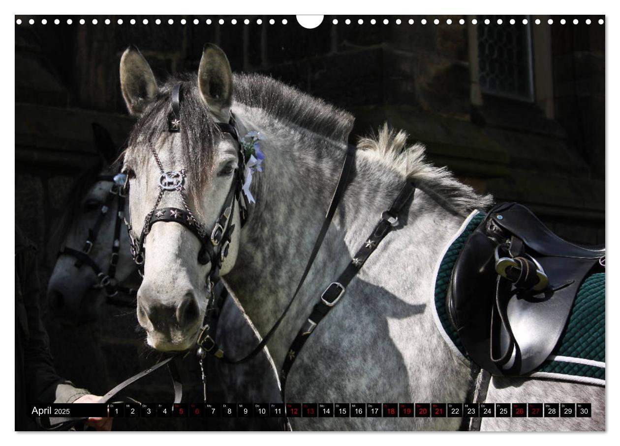 Bild: 9783435395187 | Schwere Warmblüter 2025 (Wandkalender 2025 DIN A3 quer), CALVENDO...