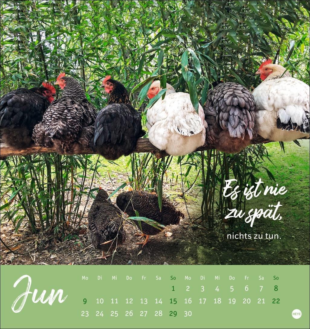 Bild: 9783756408573 | Hühner Postkartenkalender 2025 - Ach, du verrücktes Huhn! | Kalender