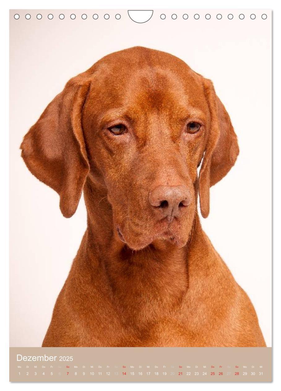 Bild: 9783457016176 | Magyar Vizsla im Portrait (Wandkalender 2025 DIN A4 hoch), CALVENDO...