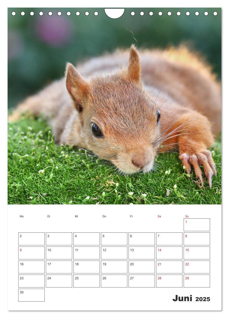 Bild: 9783435956517 | Eichhörnchen Luna (Wandkalender 2025 DIN A4 hoch), CALVENDO...