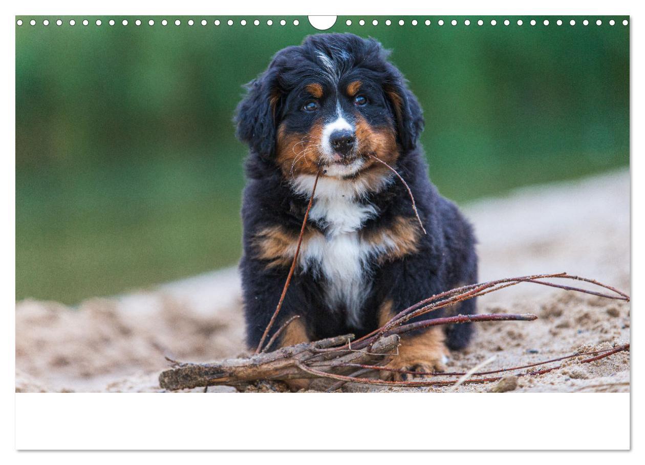 Bild: 9783435659418 | Liebling BERNER SENNENHUND (Wandkalender 2025 DIN A3 quer),...