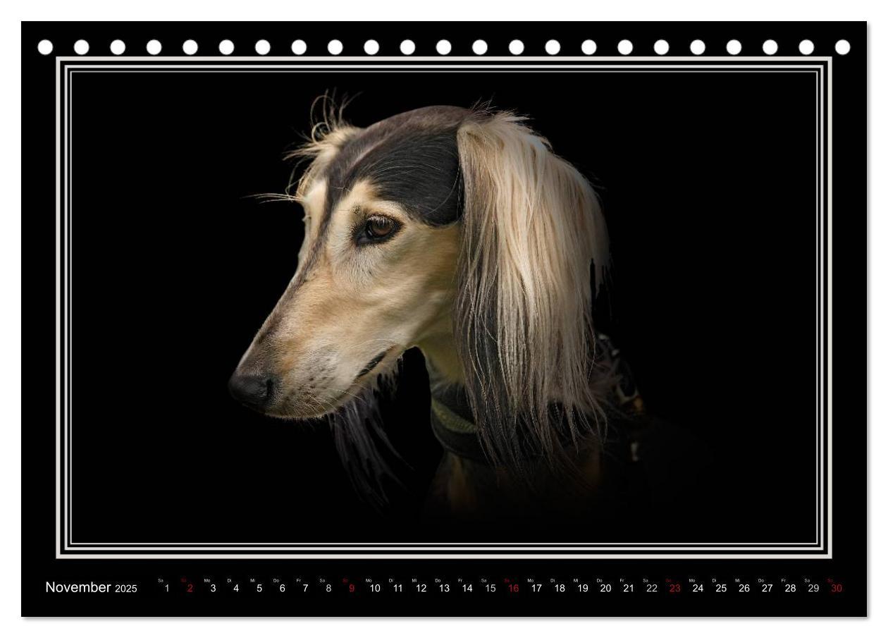 Bild: 9783383823916 | Saluki 2025 (Tischkalender 2025 DIN A5 quer), CALVENDO Monatskalender