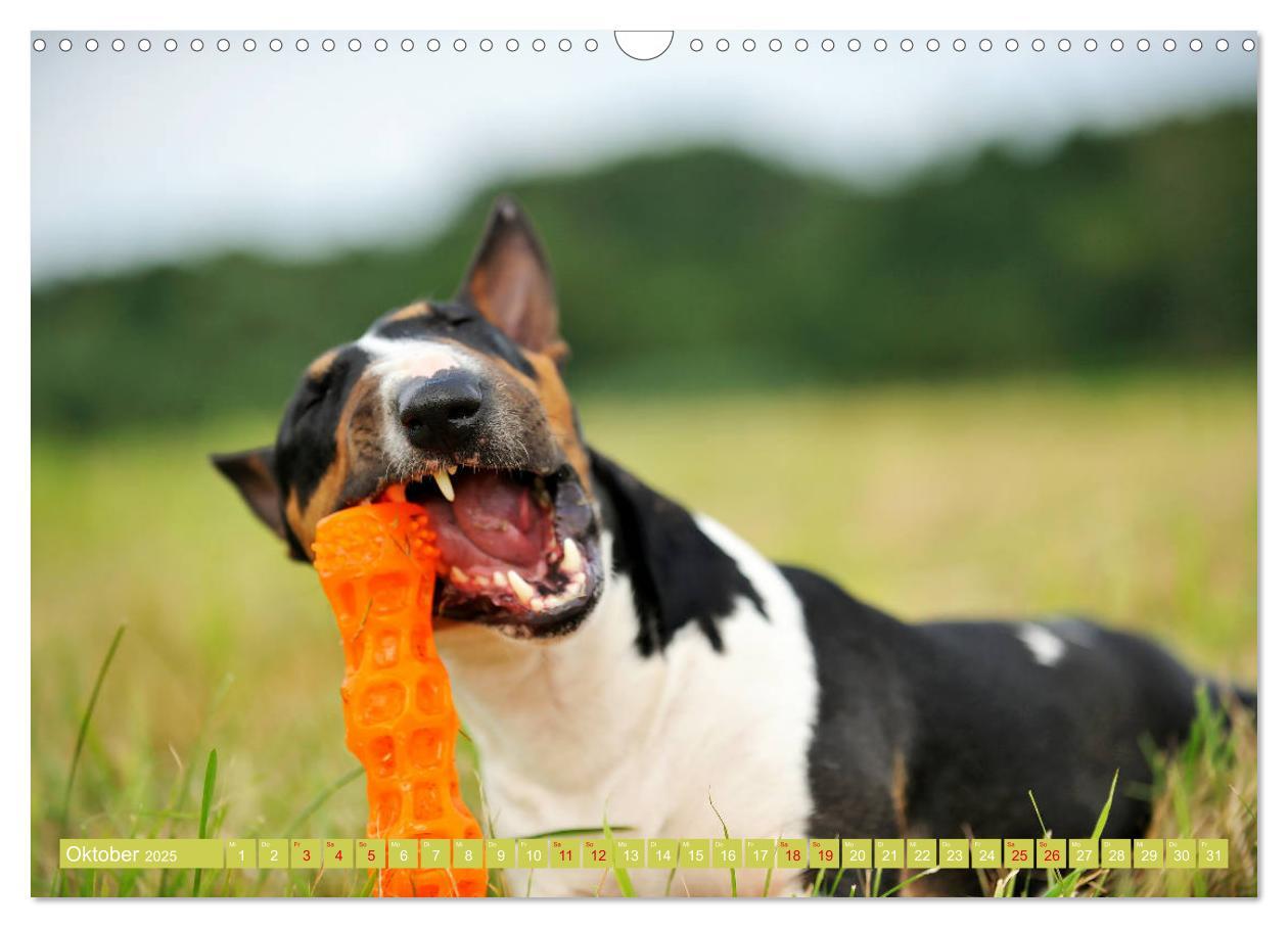 Bild: 9783435405404 | Bullterrier, Powerpakete auf 4 Pfoten (Wandkalender 2025 DIN A3...