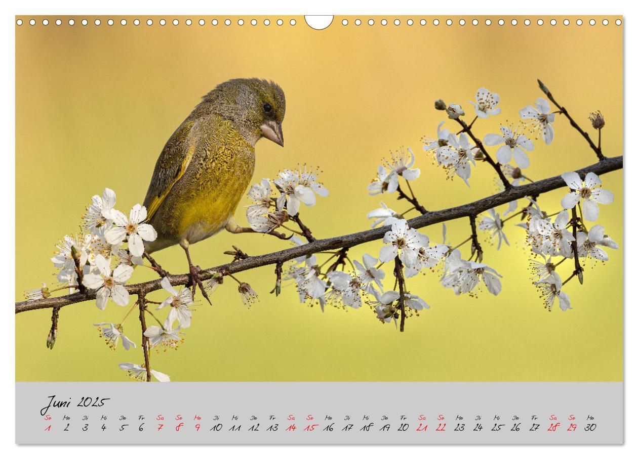 Bild: 9783435066049 | Bunte Vögel am Futterplatz (Wandkalender 2025 DIN A3 quer),...