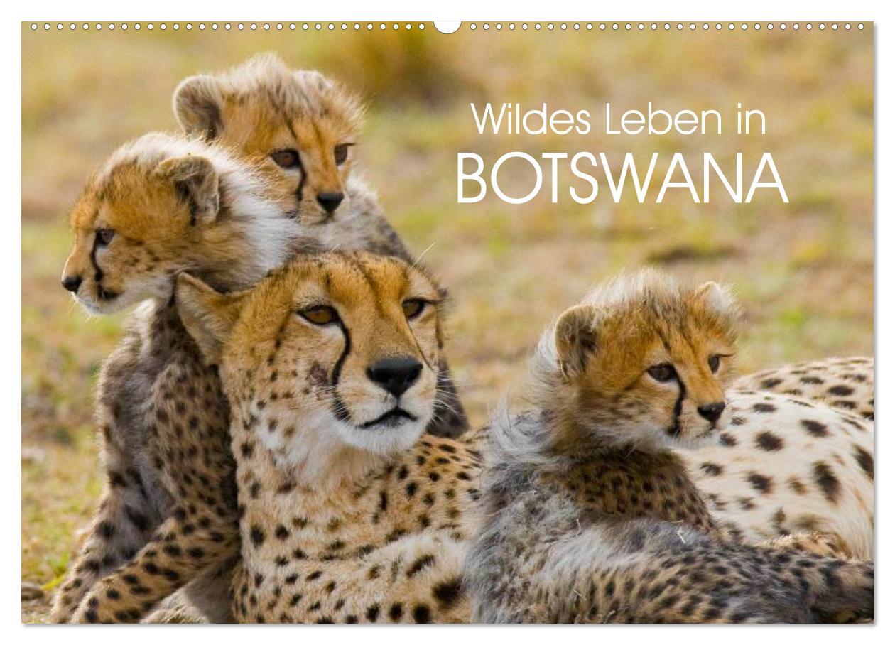 Cover: 9783435491292 | Wildes Leben in Botswana (Wandkalender 2025 DIN A2 quer), CALVENDO...