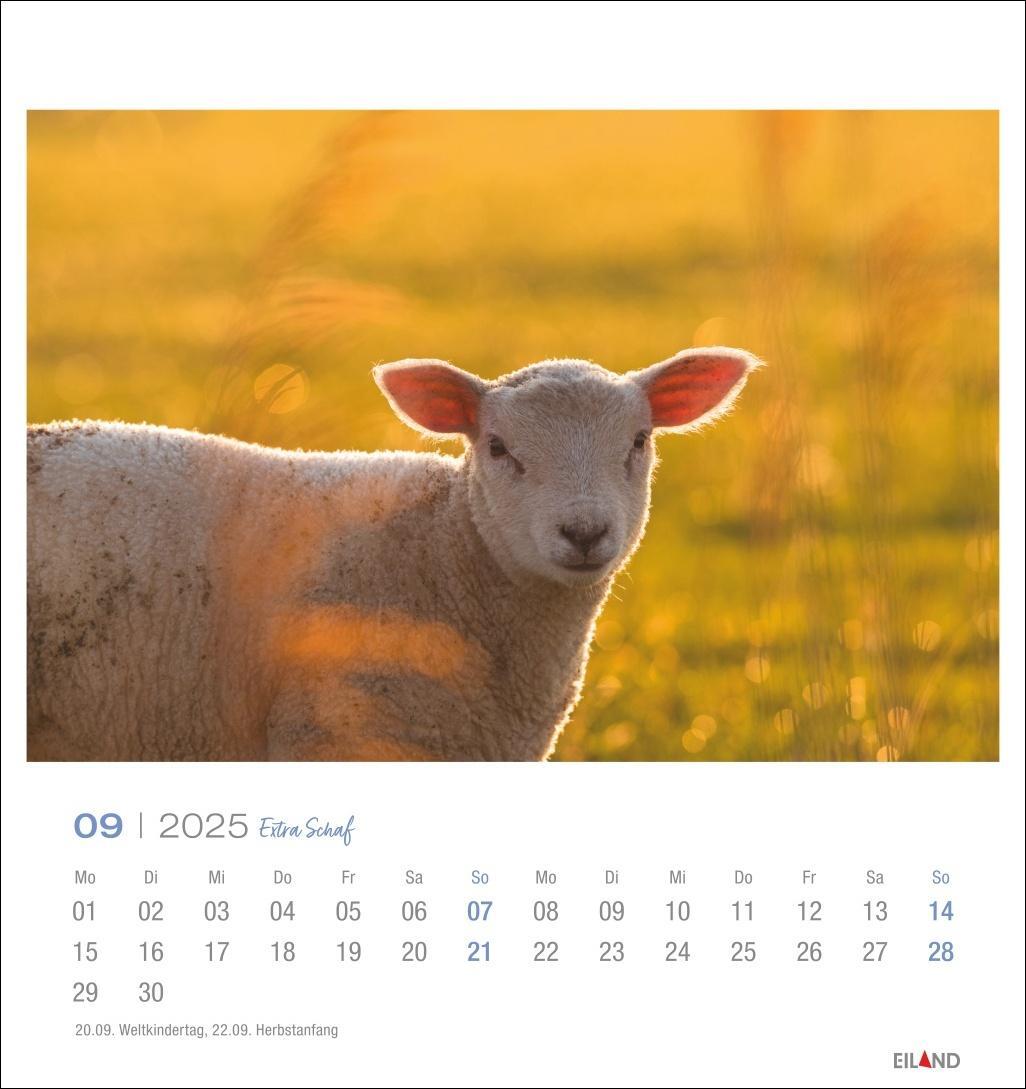 Bild: 9783964023254 | Extra Schaf Postkartenkalender 2025 | Eiland | Kalender | 13 S. | 2025