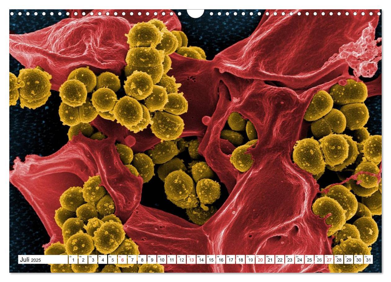 Bild: 9783435483853 | Mikrobiologie. Mikroorganismen, Genetik und Zellen (Wandkalender...