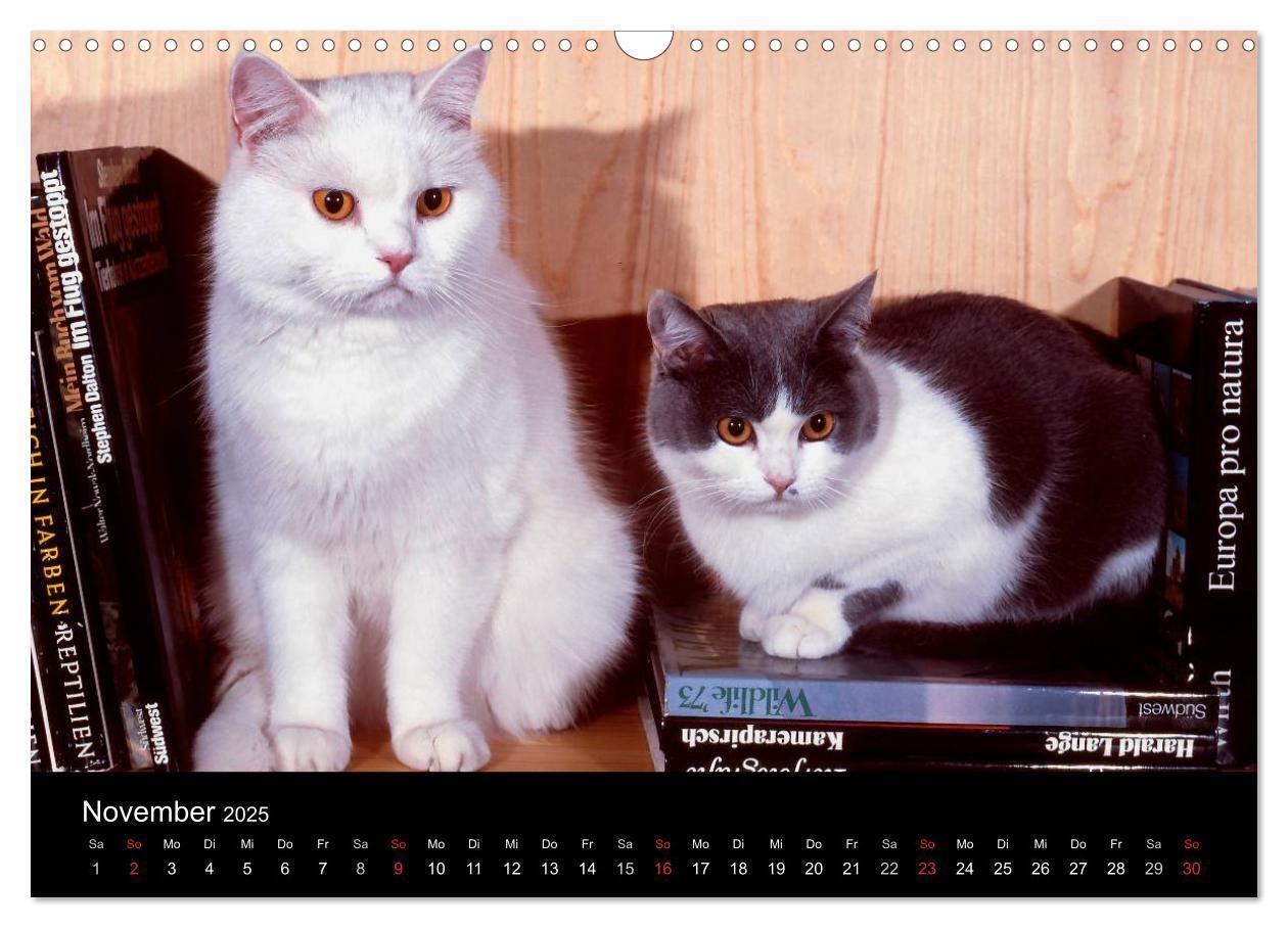 Bild: 9783435821259 | Katzen (Wandkalender 2025 DIN A3 quer), CALVENDO Monatskalender | 2025