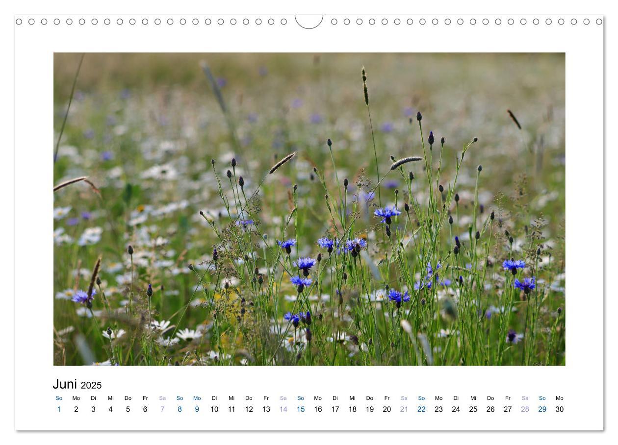 Bild: 9783435398225 | Kornblumen - Blaue Schönheiten (Wandkalender 2025 DIN A3 quer),...