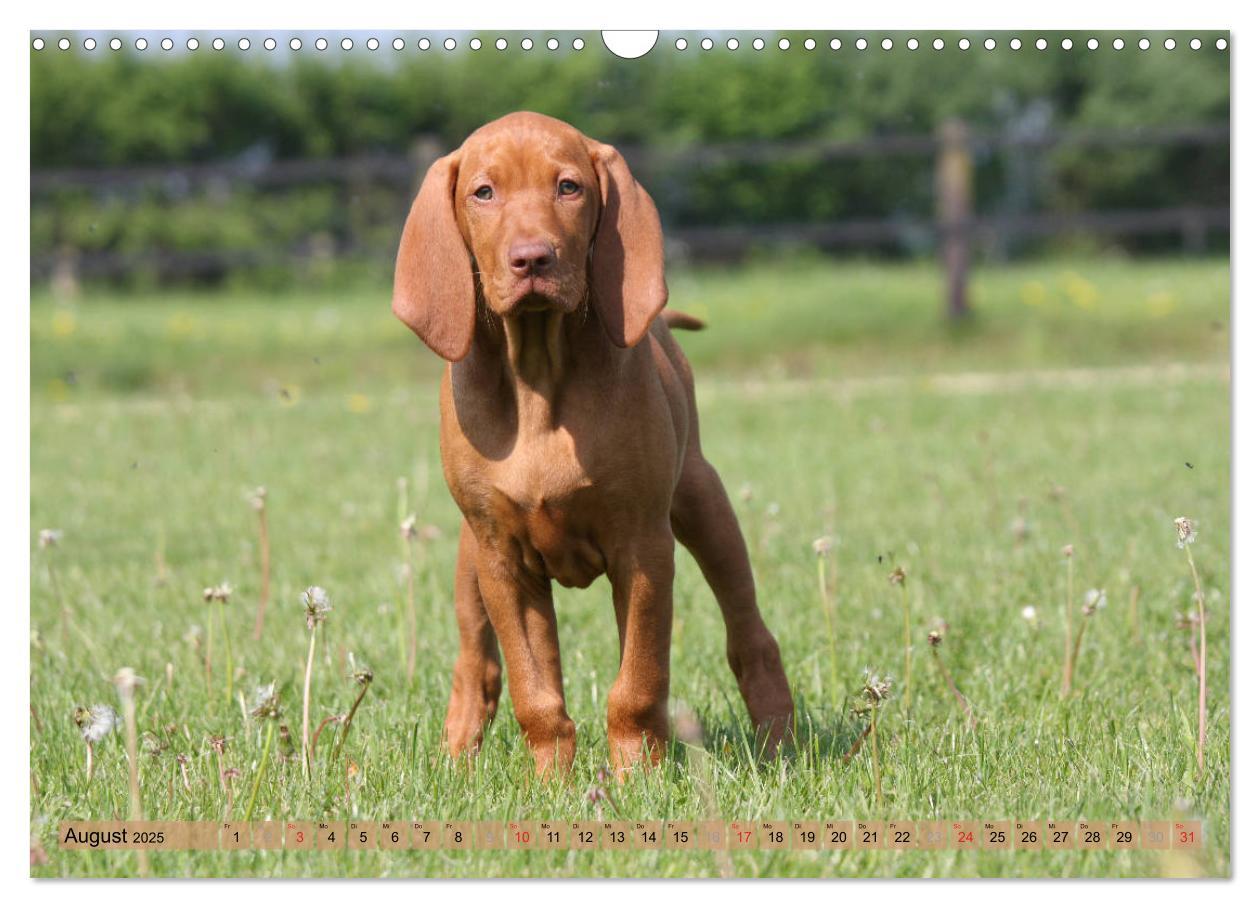 Bild: 9783435794508 | Magyar Vizsla - Vielseitiger Jagdhund mit Familienanschluss...