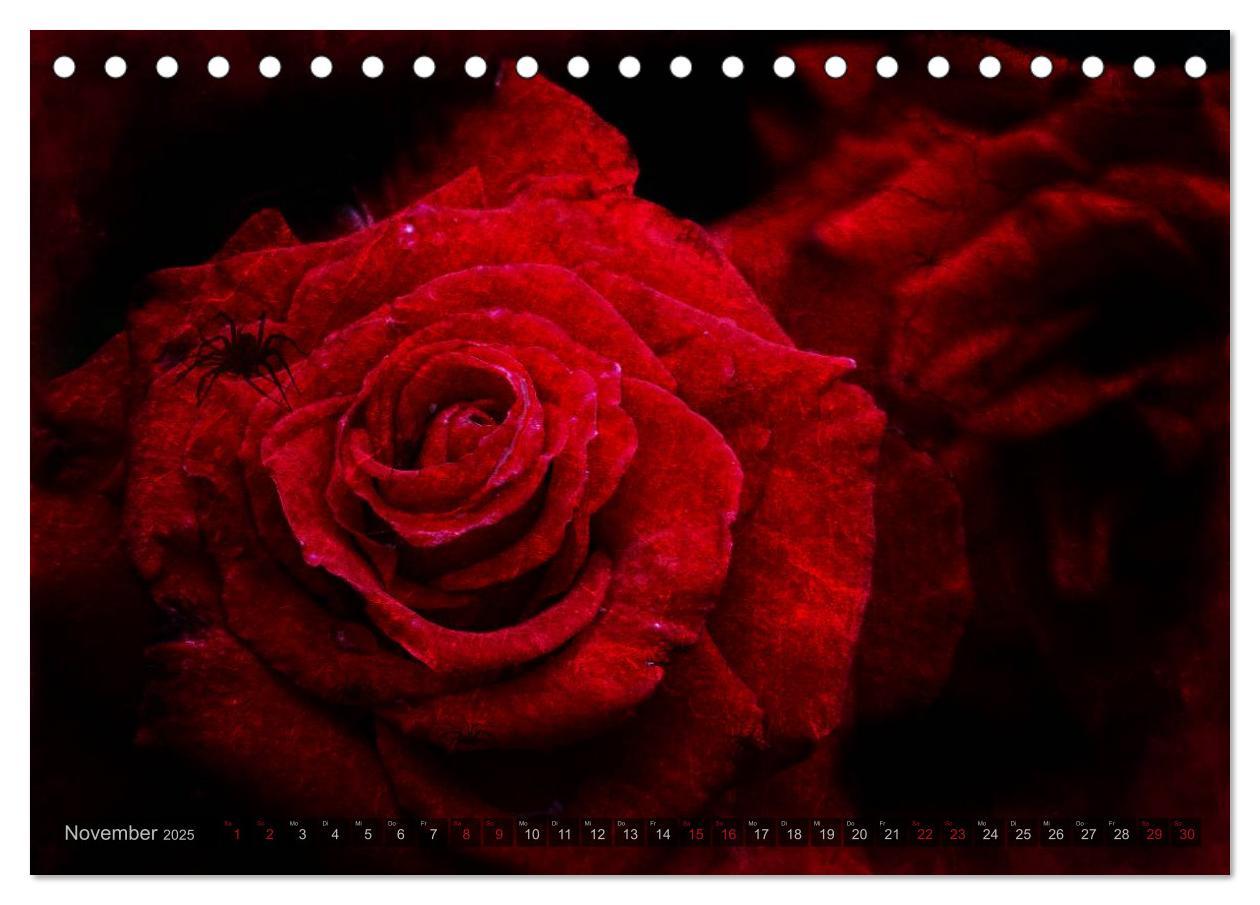 Bild: 9783435659104 | Gothic Rose - Rosen aus dem Garten der Finsternis (Tischkalender...