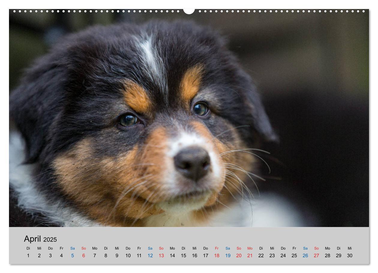 Bild: 9783435150748 | Australian Shepherd Welpen 2025 (Wandkalender 2025 DIN A2 quer),...